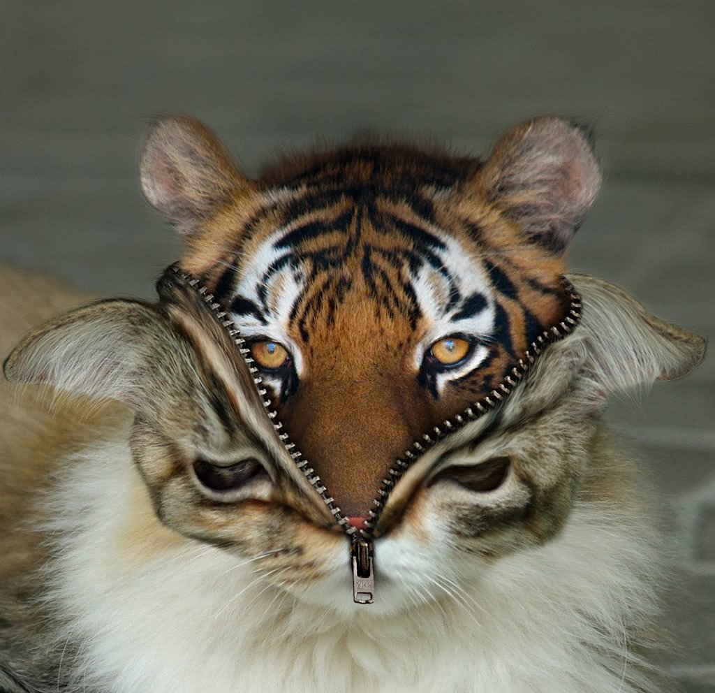 Tiger With Kitten Halloween Costume Funny Picture