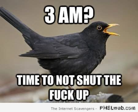 Time To Not Shut The Fuck Up Funny Bird Meme Image