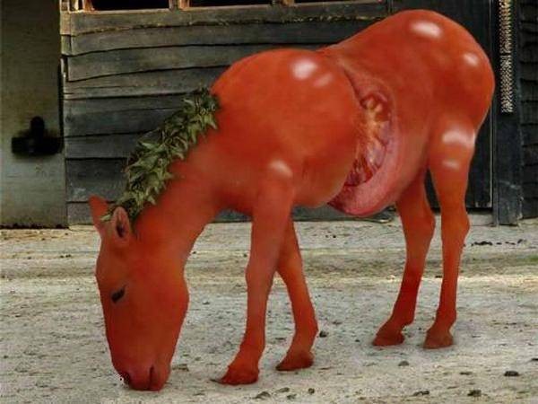 Tomato Horse Funny Photoshopped Picture