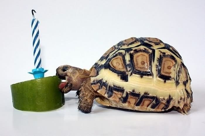 Tortoise Eating Birthday Funny Animal Picture