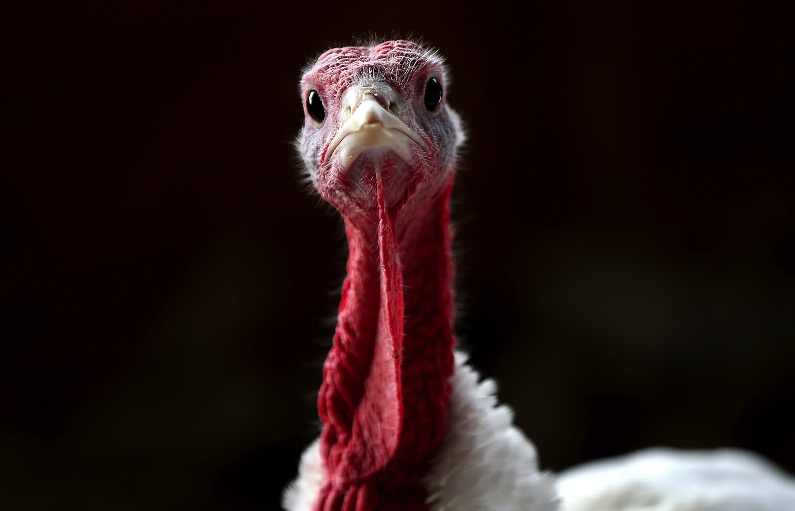 Turkey Bird Funny Face Photo