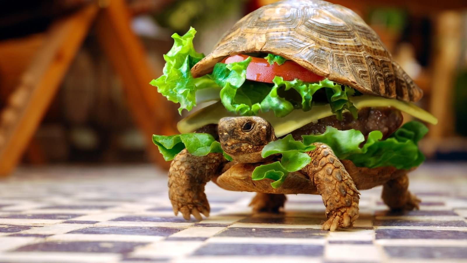 Turtle Funny Photoshopped Burger Photo For Whatsapp