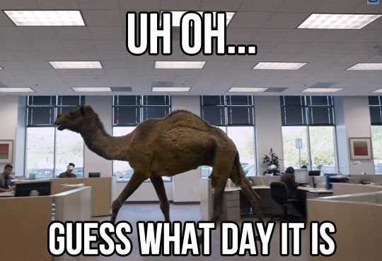 Uh Oh Guess What Day It Is Funny Camel Meme Picture