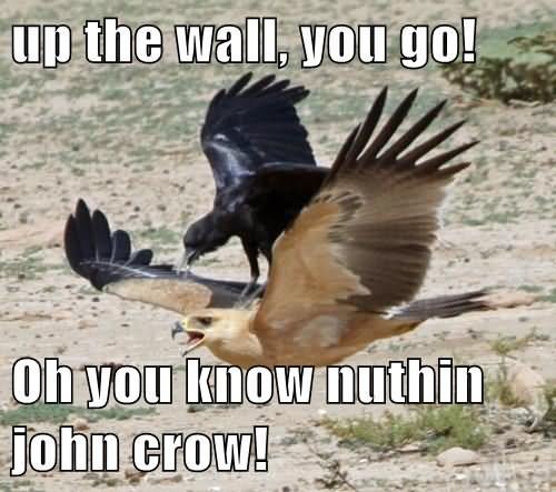 Up The Wall You Go Oh You Know Nuthin John Crow Funny Bird Meme Image