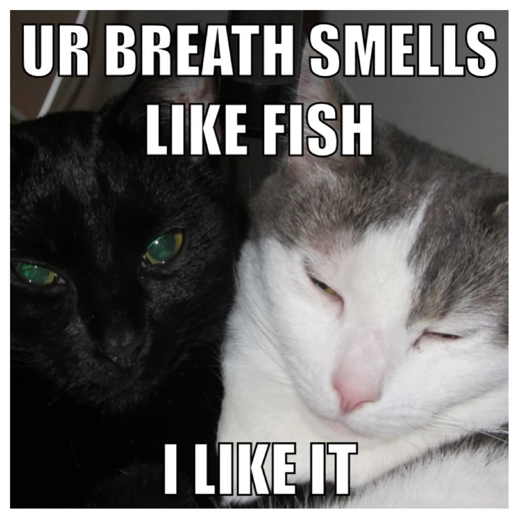 Ur Breath Smells Like Fish Funny Cats Meme Photo