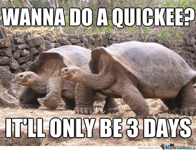 Wanna Do A Quickee It Will Only Be 3 Days Funny Tortoise Meme Image