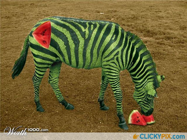 Watermelon Zebra Funny Photoshopped Image