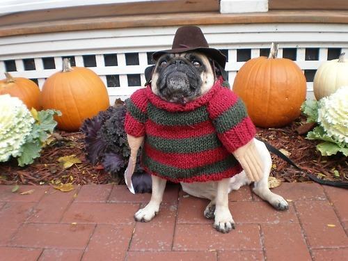 Weird Halloween Costume For Dog Funny Image