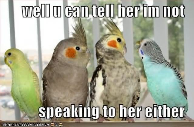 Well U Can Tell Her I Am Not Speaking To Her Either Funny Bird Meme Picture