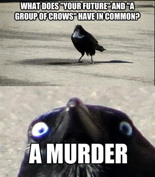 What Does Your Future And A Group Of Grows Have In Common Funny Bird Meme Photo
