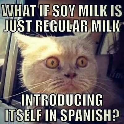 What If Soy Milk Is Just Regular Milk Funny Cat Meme Picture