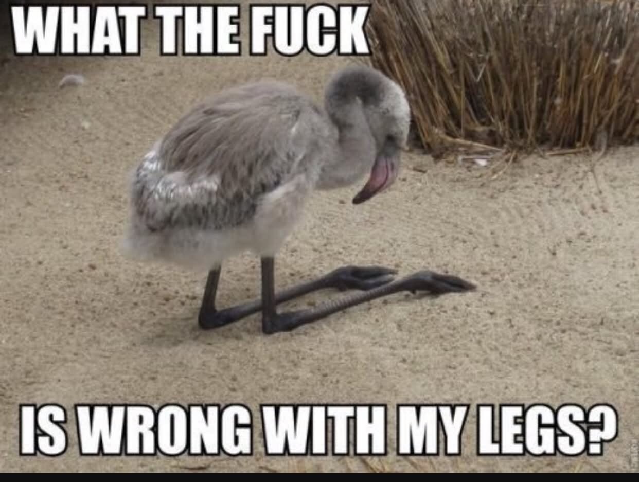 What The Fuck Is Wrong With My Legs Funny Bird Meme Image