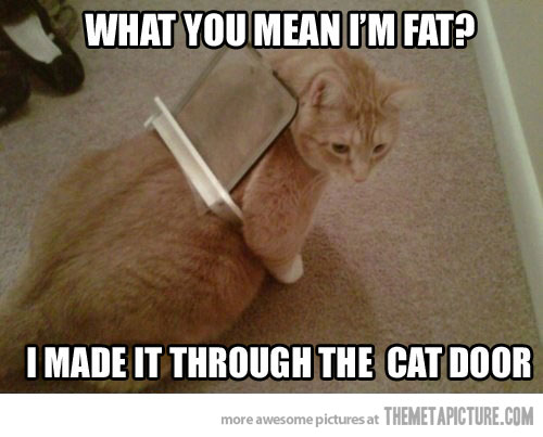 What You Mean I Am Fat Funny Cat Image