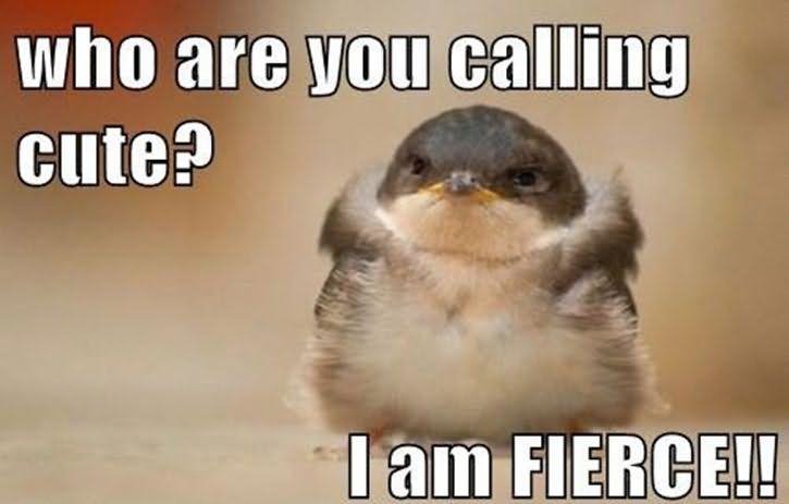 Who Are You Calling Cute I Am Fierce Funny Bird Meme Image