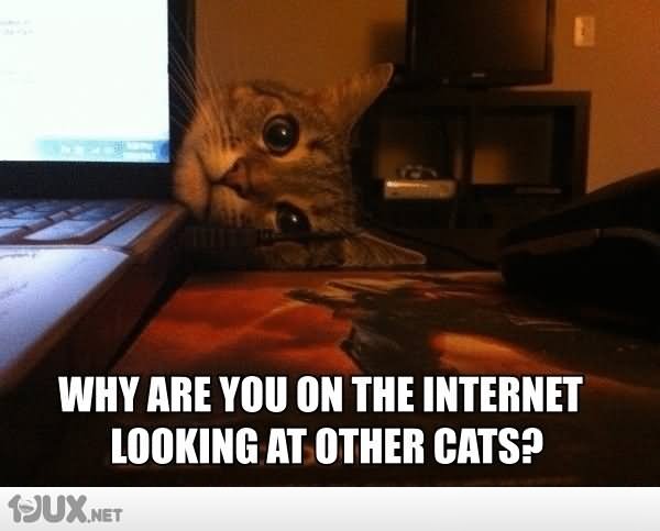 Why Are You On The Internet Looking At Other Cats Funny Meme Photo