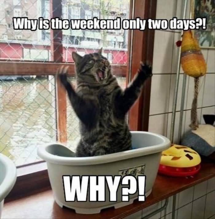 Why Is The Weekend Only Two Days Funny Cat Meme Picture