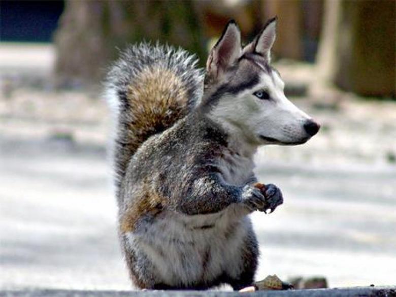 Wolf Squirrel Funny Photoshop Image