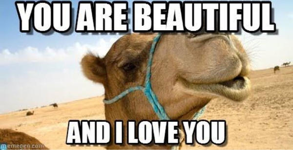 You Are Beautiful And I Love You Funny Camel Meme Image