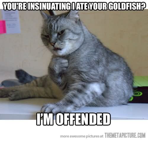 You Are Insinuating I Ate Your Goldfish Funny Cat Meme Picture