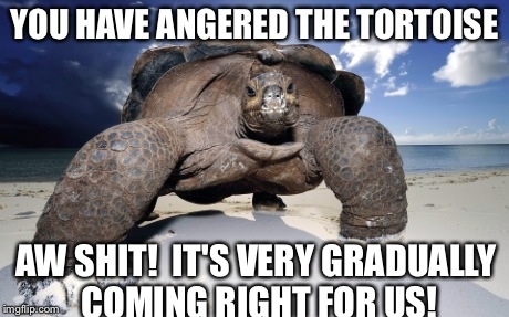 You Have Angered The Tortoise Funny Meme Image