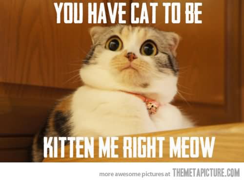You Have Cat To Be Kitten Me Right Meow Funny Meme Image