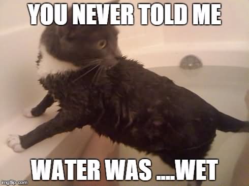You Never Told Me Funny Cat Meme Photo