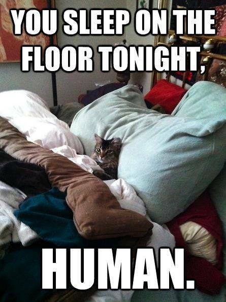 You Sleep On The Floor To Night Funny Meme Image