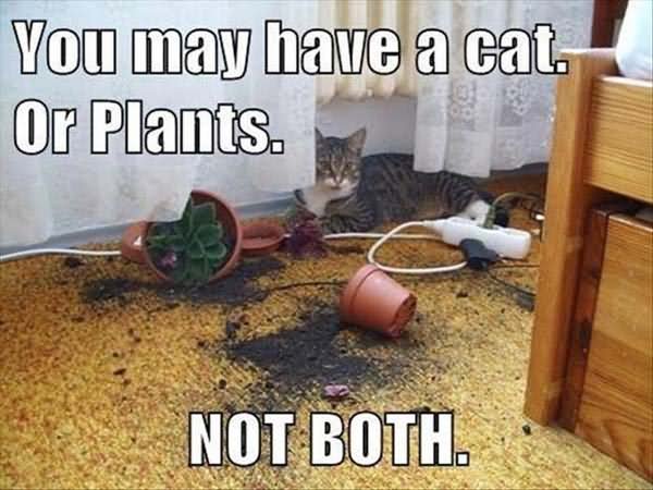 You may Have A Cat Or Plants Funny Cat Meme Picture