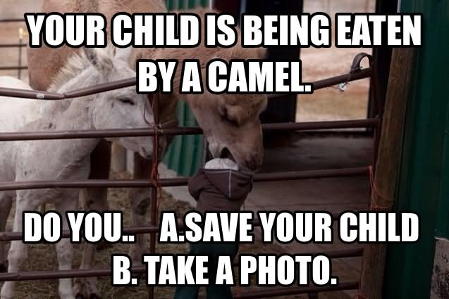 Your Child Is Being Eaten By A Camel Funny Meme Picture