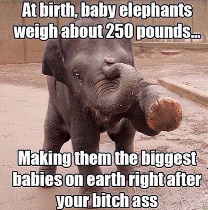 At Birth Baby Elephants Weigh About 250 Pounds Funny Elephant Meme Image
