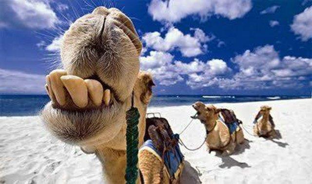 Camel Funny Laughing Closeup Face Picture