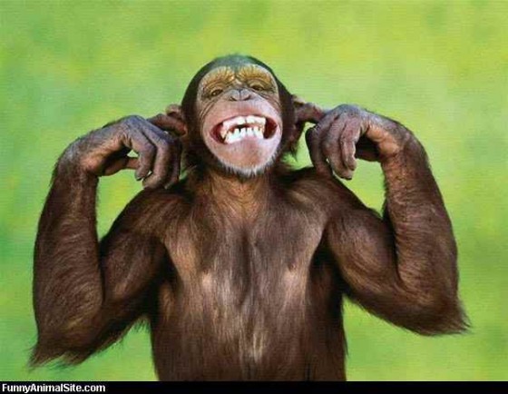 Chimpanzee Laughing Funny Animal Picture