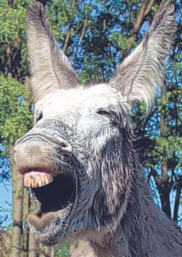 Closeup Face Laughing Donkey Funny Image