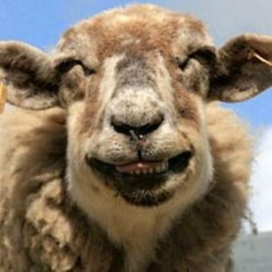 Closeup Face Sheep Funny Laughing Image