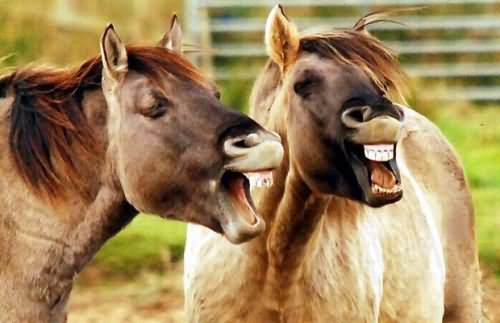 Couple Donkey Funny Laughing Picture For Facebook