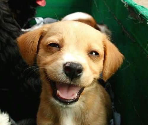 Cute Puppy Funny Laughing Photo