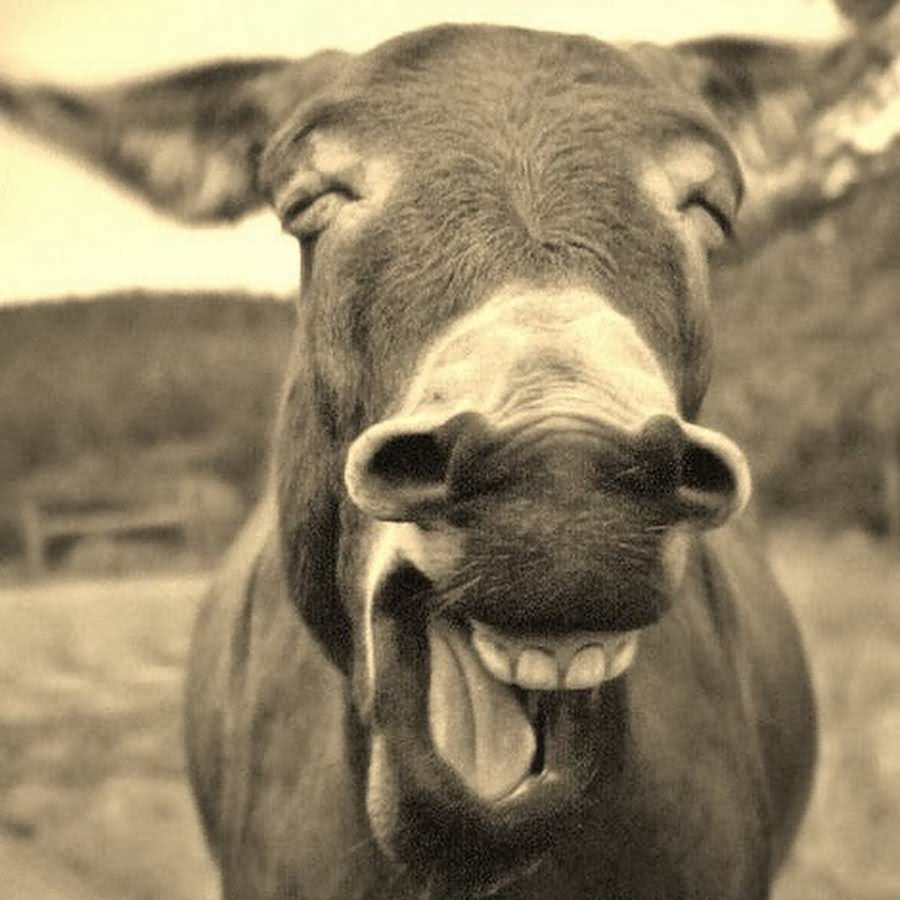 Donkey Closeup Face Funny Laughing Animal Picture