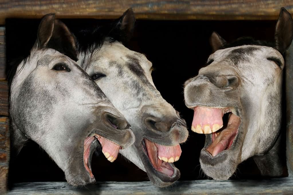 Image result for laughing donkeys