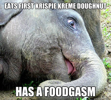 Eats First Krispie Kreme Doughnut Funny Elephant Meme Picture