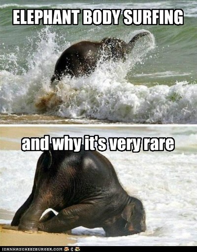 Elephant Body Surfing Funny Meme Picture