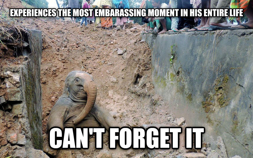 Experiences The Most Embarrassing Moment In His Entire Life Can't Forget It Funny Elephant Meme Picture