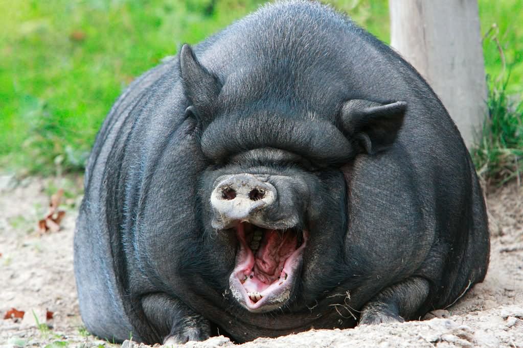 Fat Pig Laughing Funny Picture