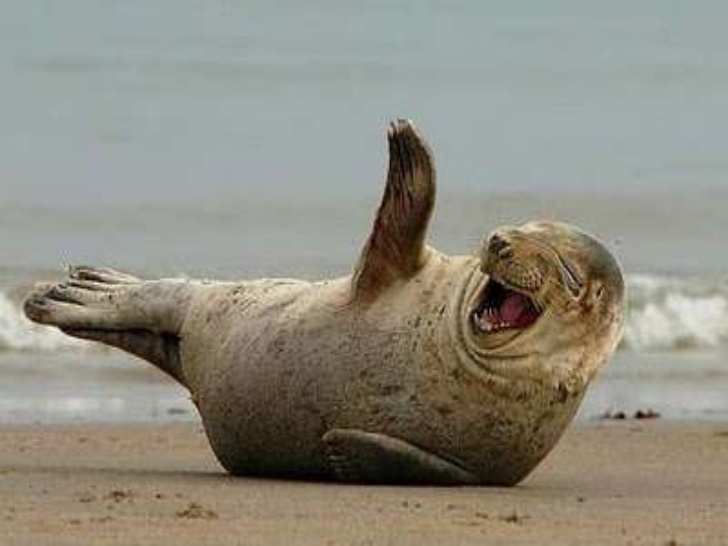 Funny Animal Laughing Sea Lion Picture