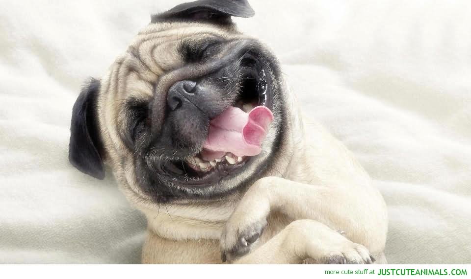 Funny Animal Pug Dog Laughing Photo