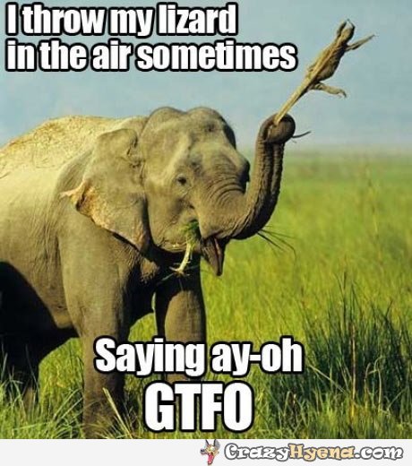 Funny Elephant I Throw My Lizard In The Air Sometimes Meme Image