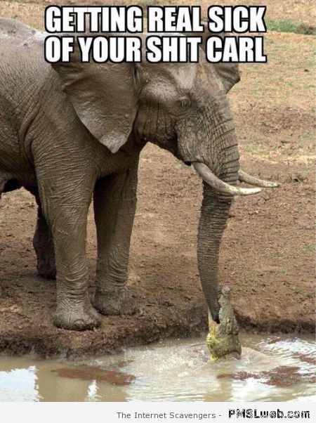 Funny Elephant Meme Getting Real Sick Of Your Shit Carl Picture
