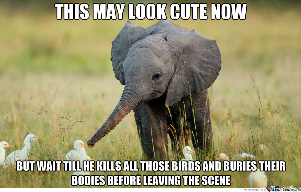 Funny Elephant Meme This May Look Cute Now Picture