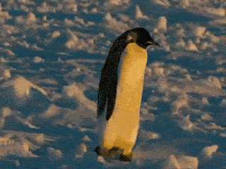Funny Falling Penguin Gif