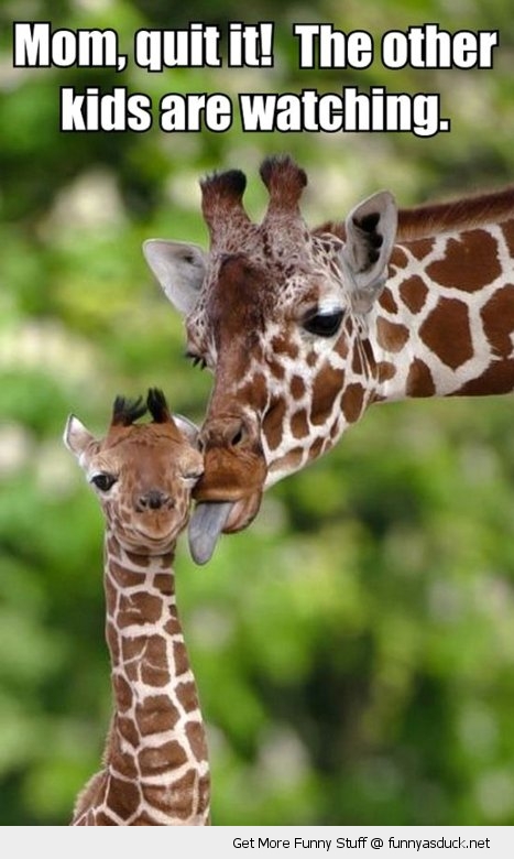 Funny Giraffe Meme Mom Quit It The Other Kids Are Watching Picture