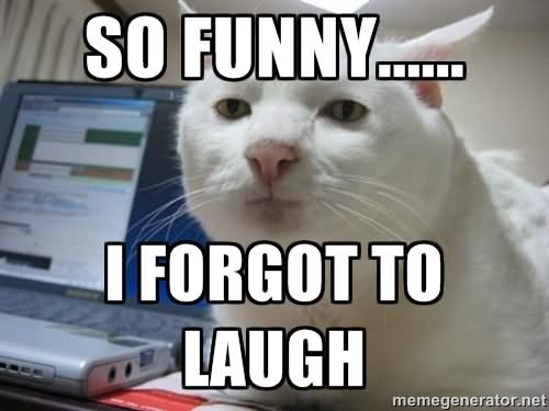 Funny Laugh Cat Meme Picture